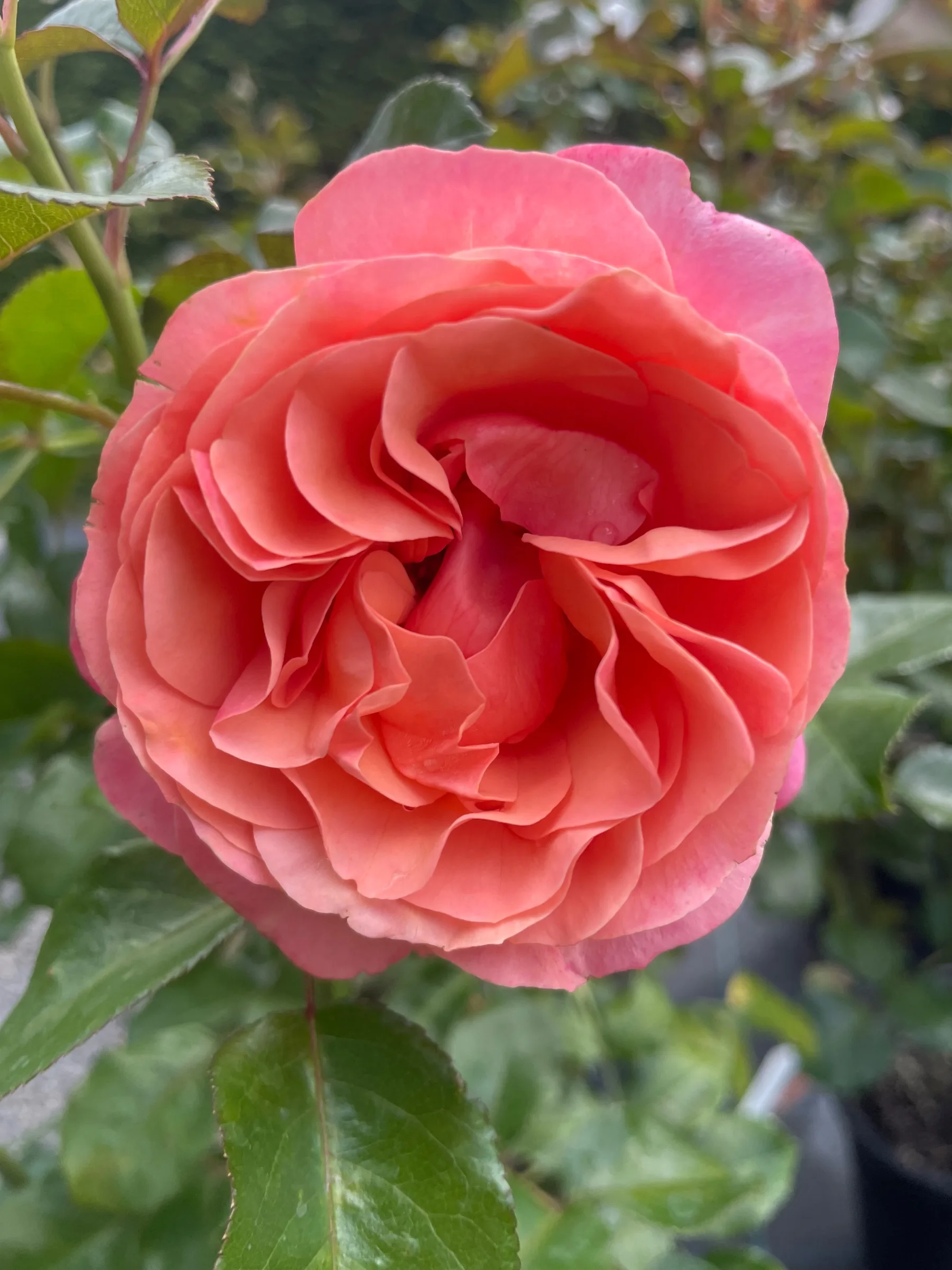 Newstead Roses